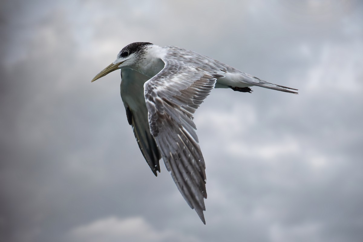 Great Crested Tern - Martin Potter