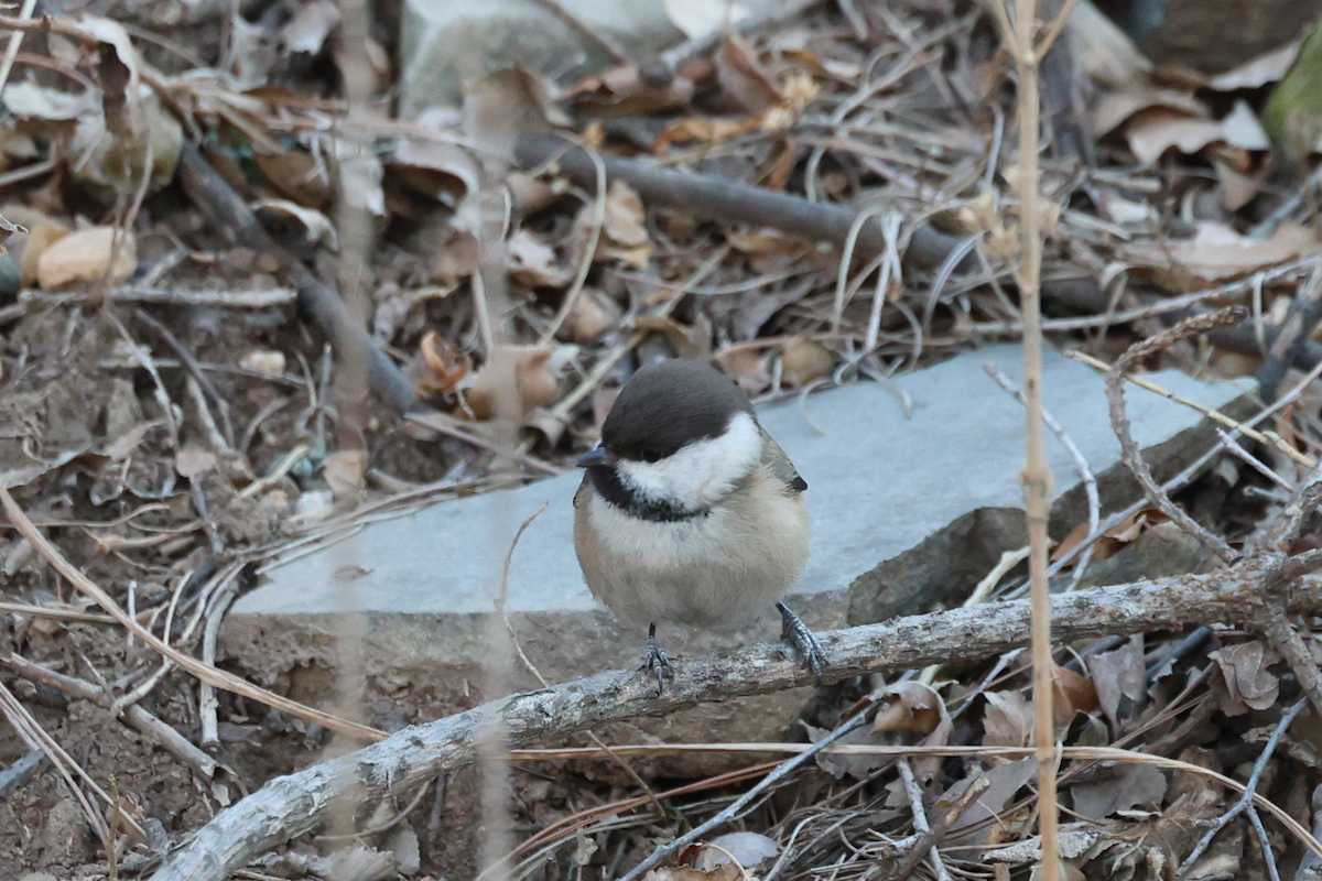 Willow Tit - ML614332715