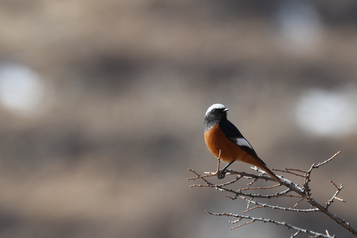 White-winged Redstart - ML614332716