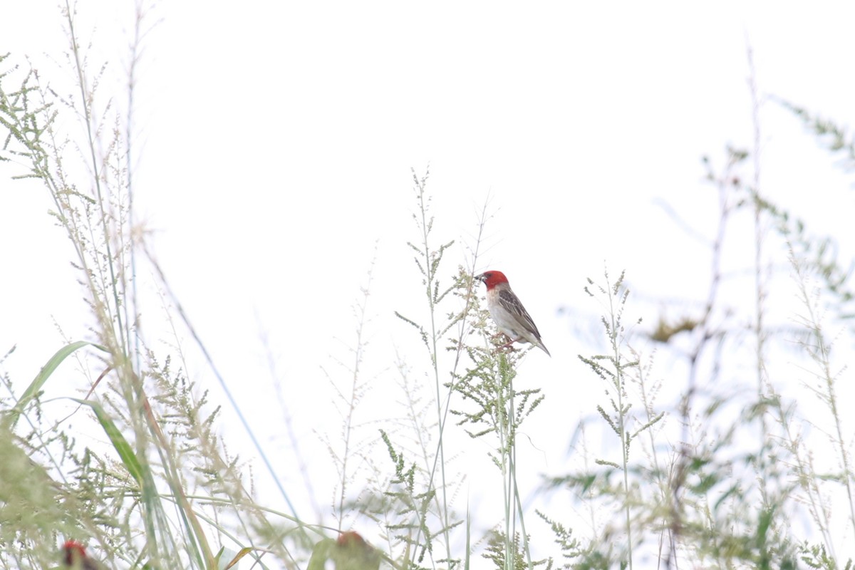 Red-headed Quelea - ML614332826