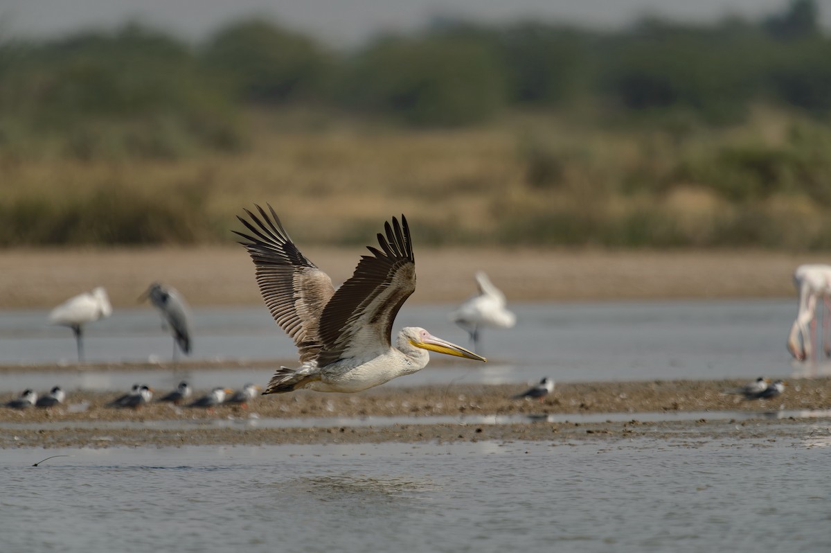 Great White Pelican - ML614332879