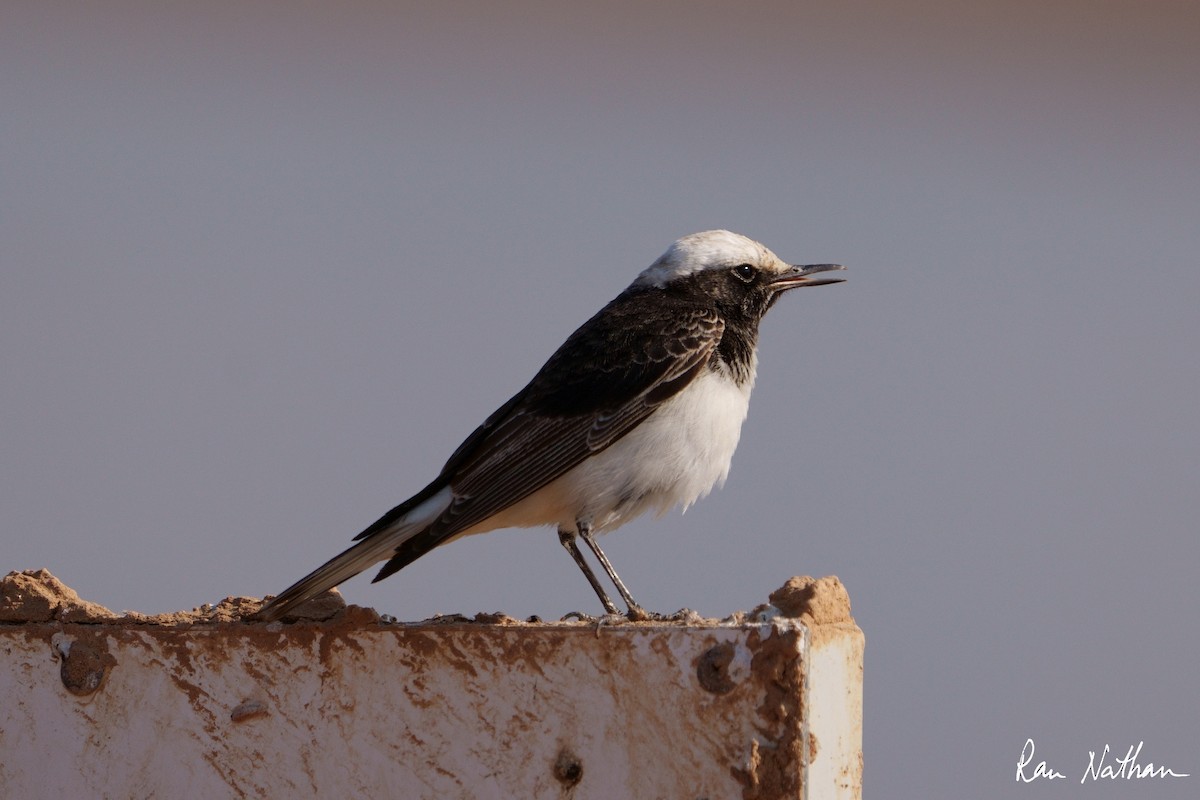 Hooded Wheatear - ML614332890