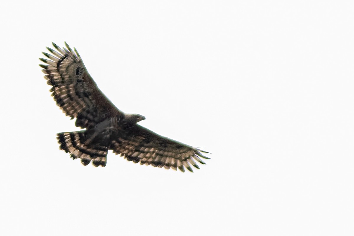 Crowned Eagle - Volkan Donbaloglu