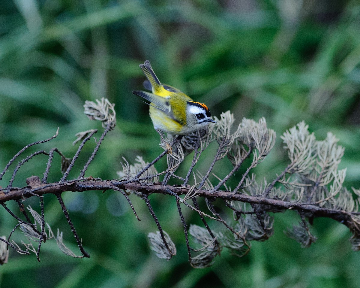 火冠戴菊鳥 - ML61433291