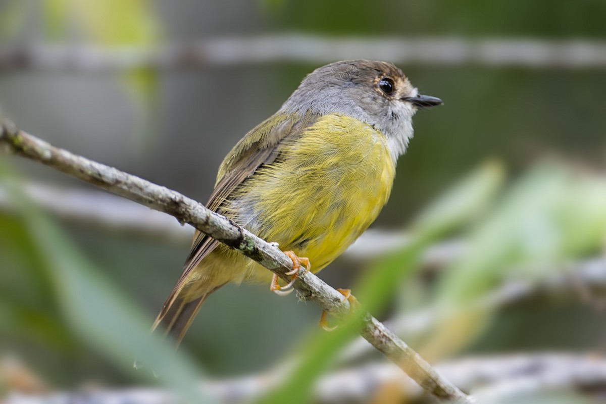 Pale-yellow Robin - ML614332914