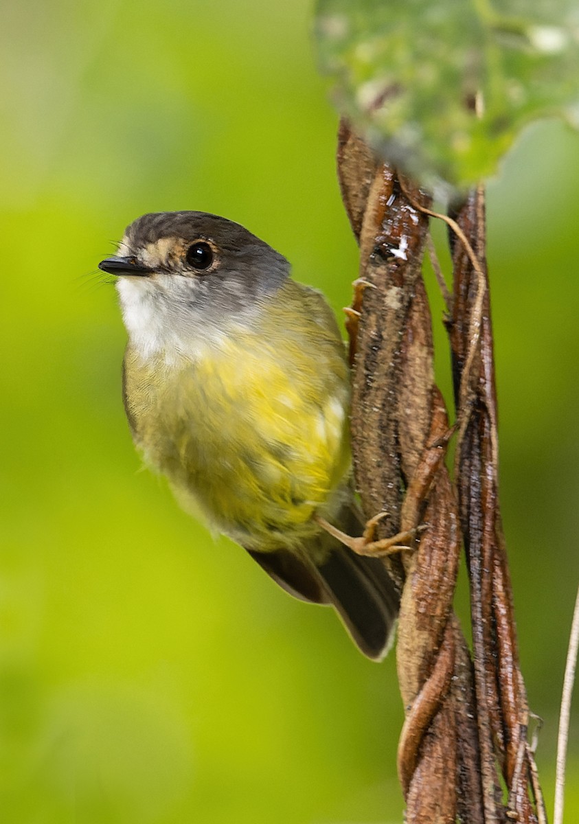 Pale-yellow Robin - ML614332916