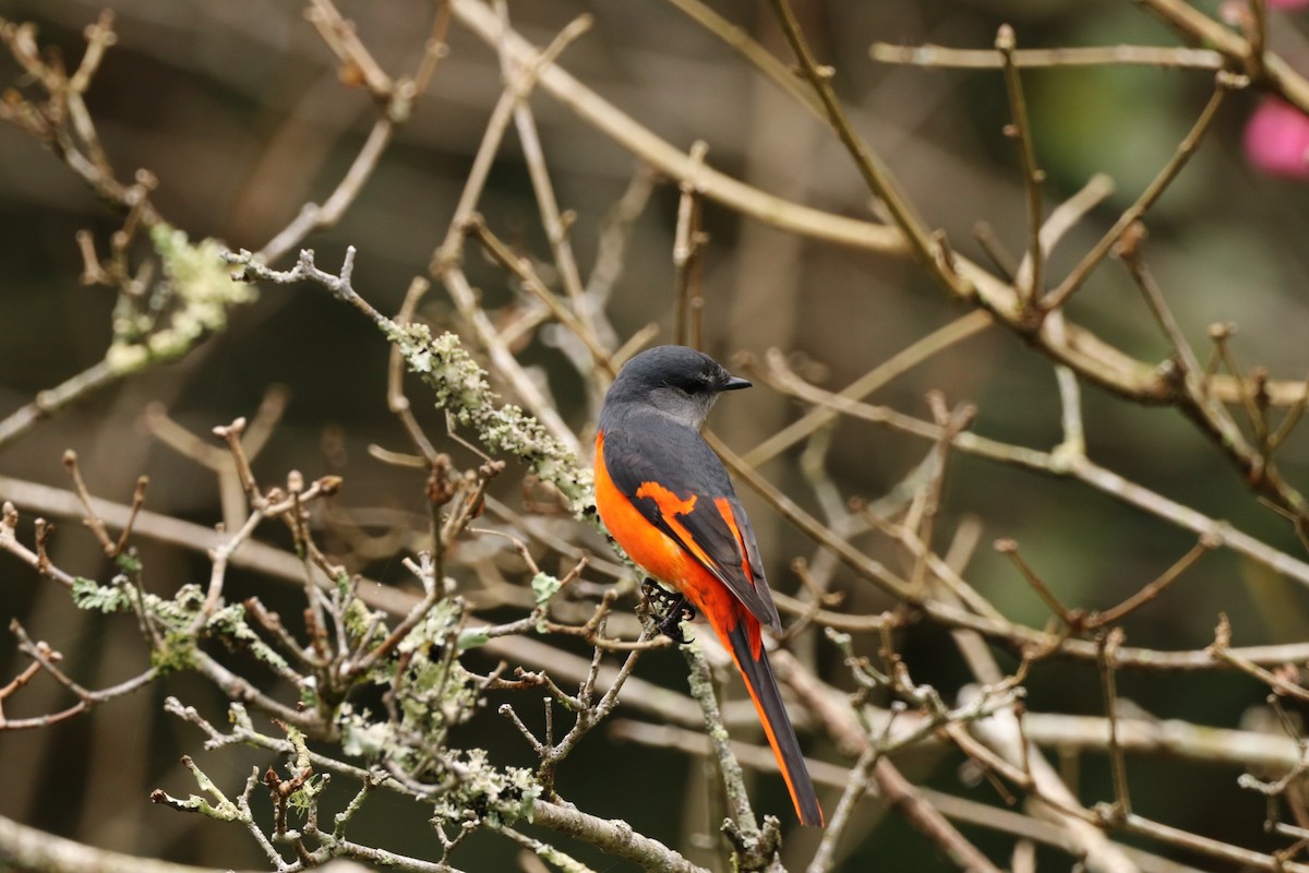 Gray-chinned Minivet - ML614332958