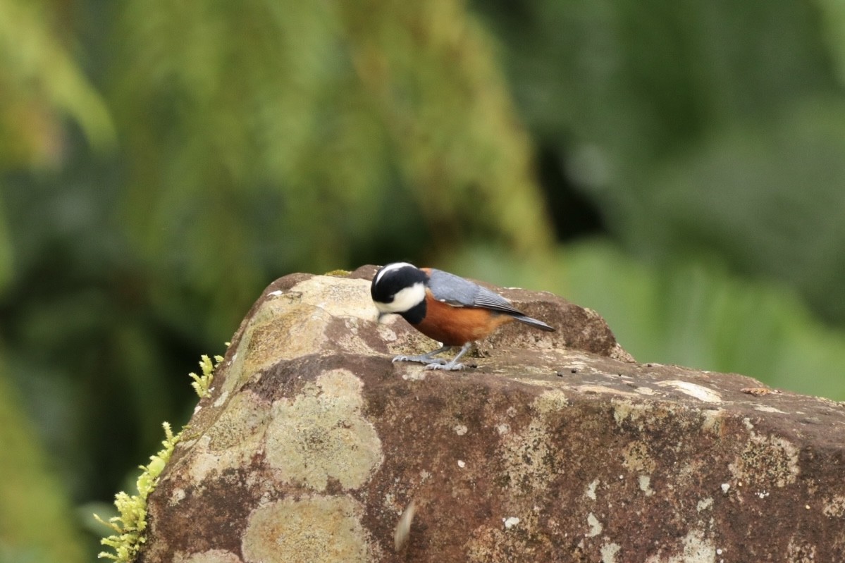 Chestnut-bellied Tit - James（於任） Tu （杜）