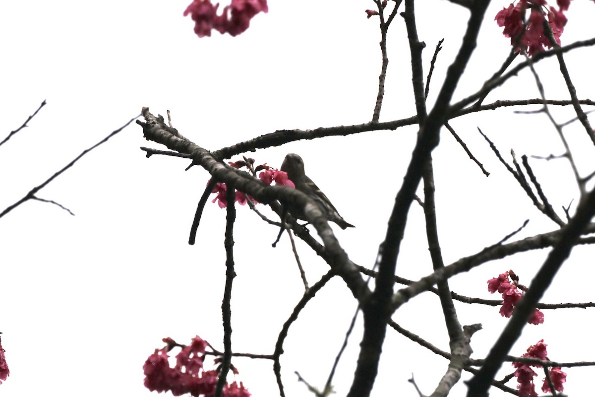 Eurasian Siskin - James（於任） Tu （杜）