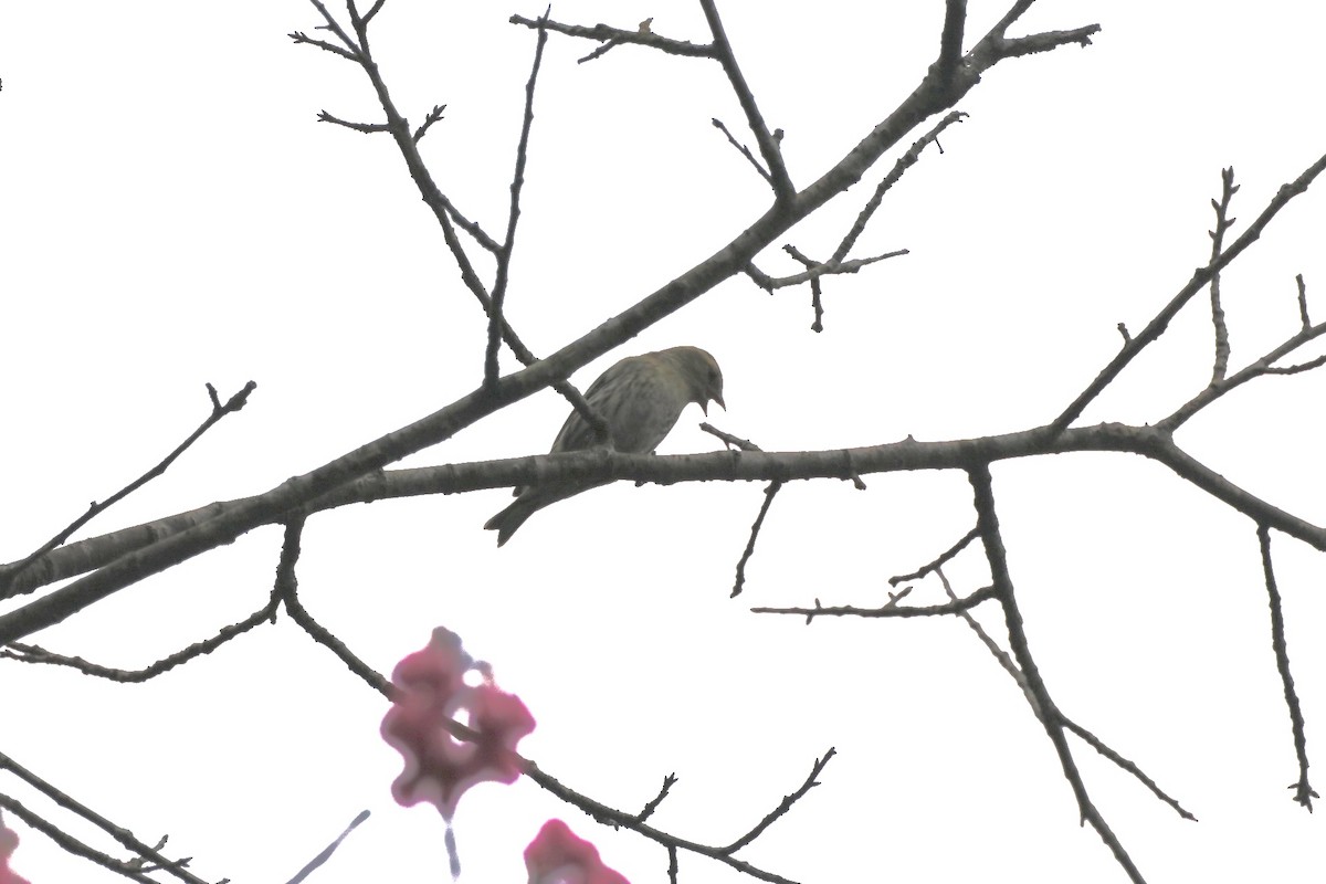 Eurasian Siskin - James（於任） Tu （杜）