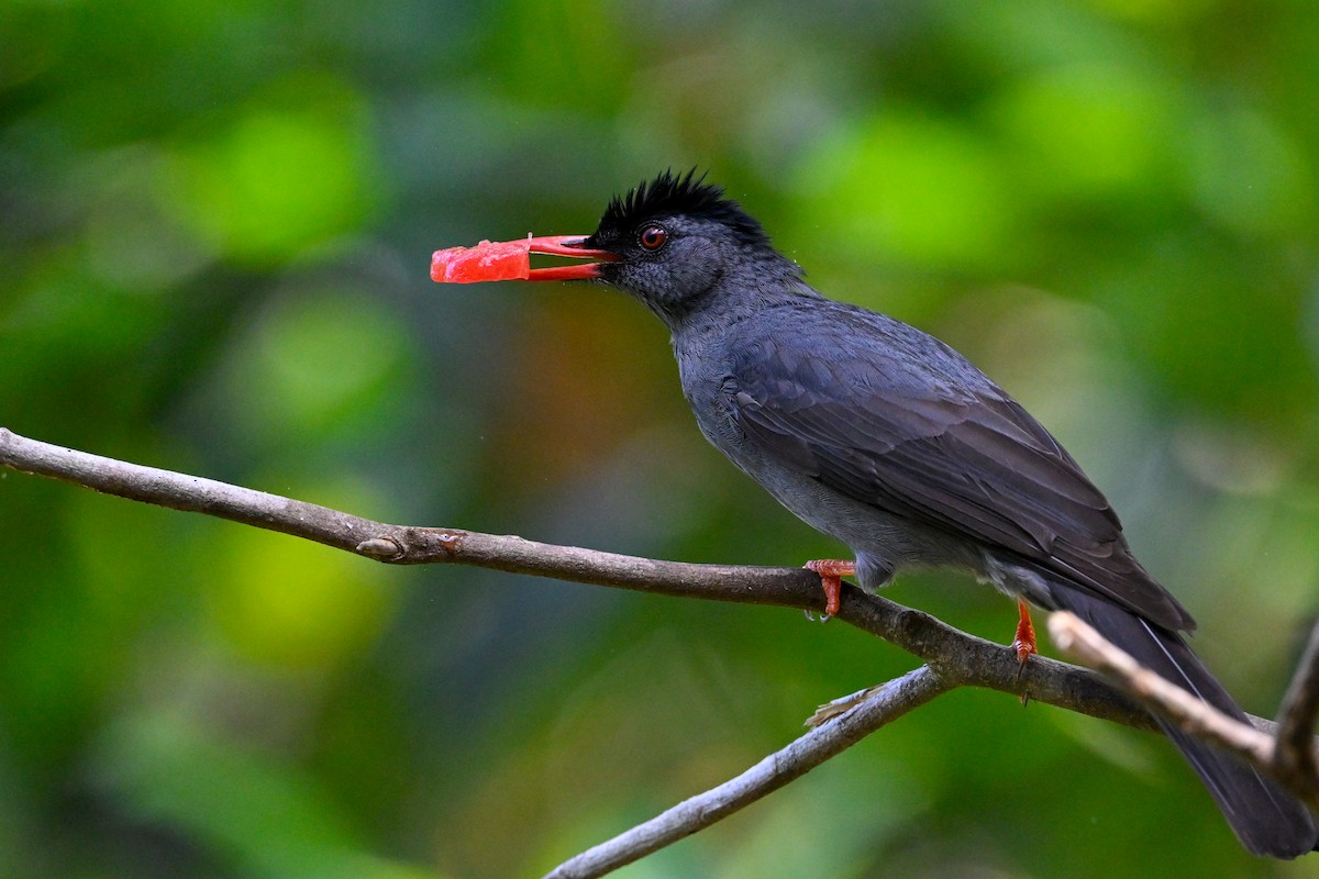 Bulbul des Ghats - ML614332993