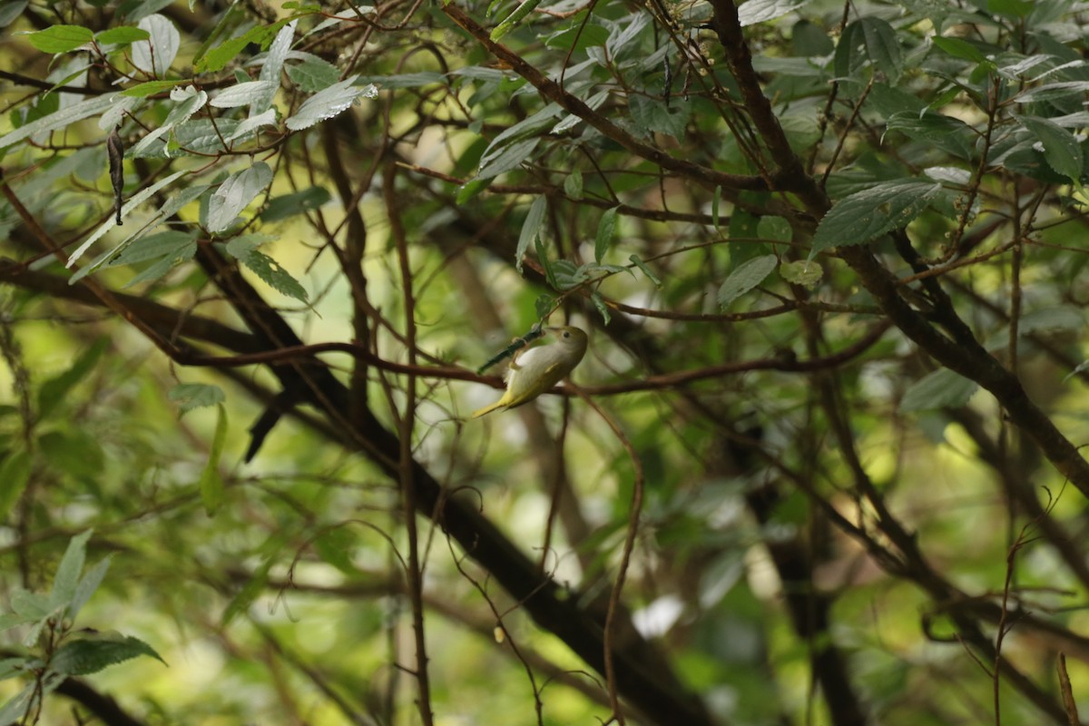 Plain Flowerpecker - ML614332996