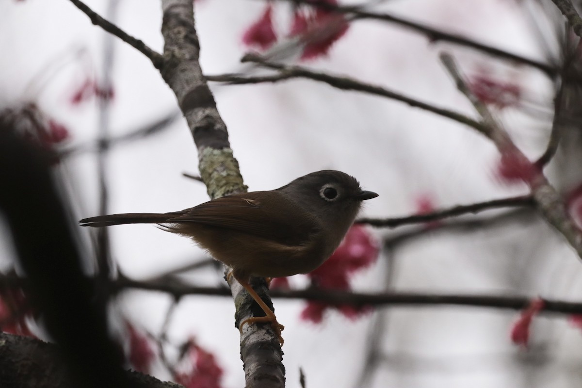 Morrison's Fulvetta - James（於任） Tu （杜）