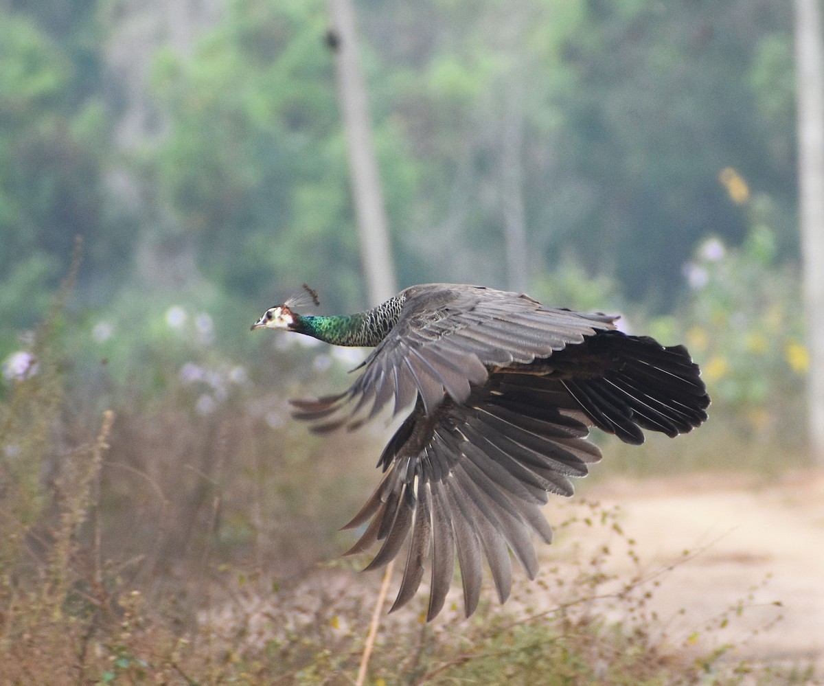 Indian Peafowl - ML614333000