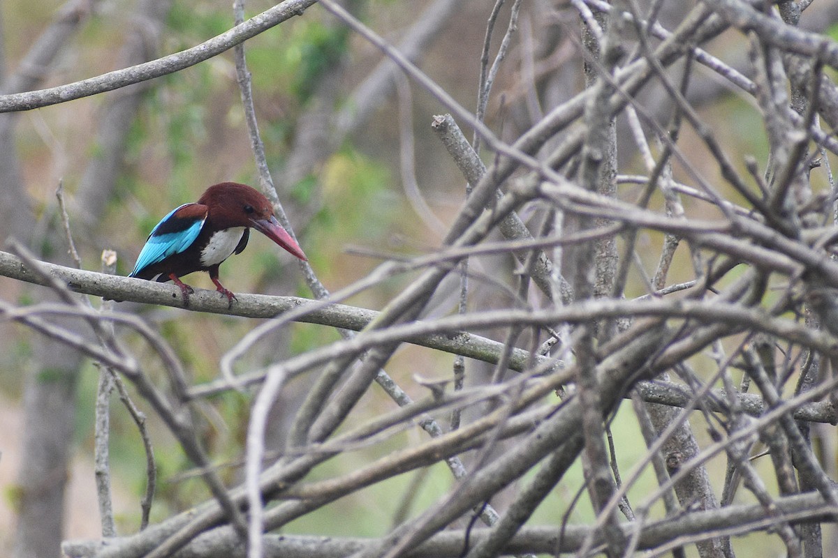 White-throated Kingfisher - ML614333010