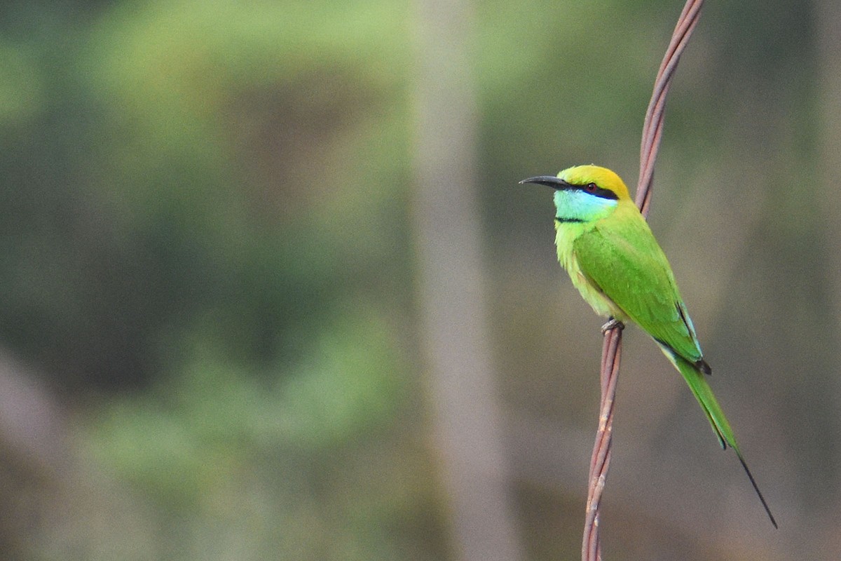 Asian Green Bee-eater - ML614333017