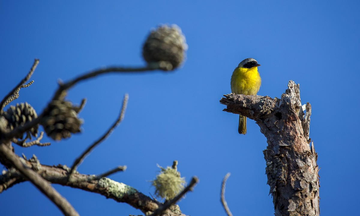 Common Yellowthroat - ML614333034