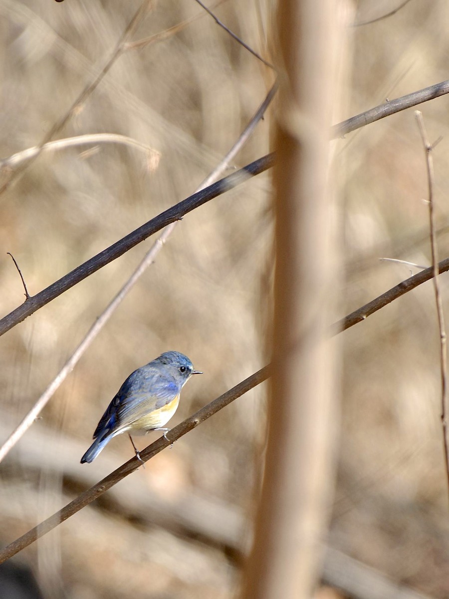 Red-flanked Bluetail - ML614333084