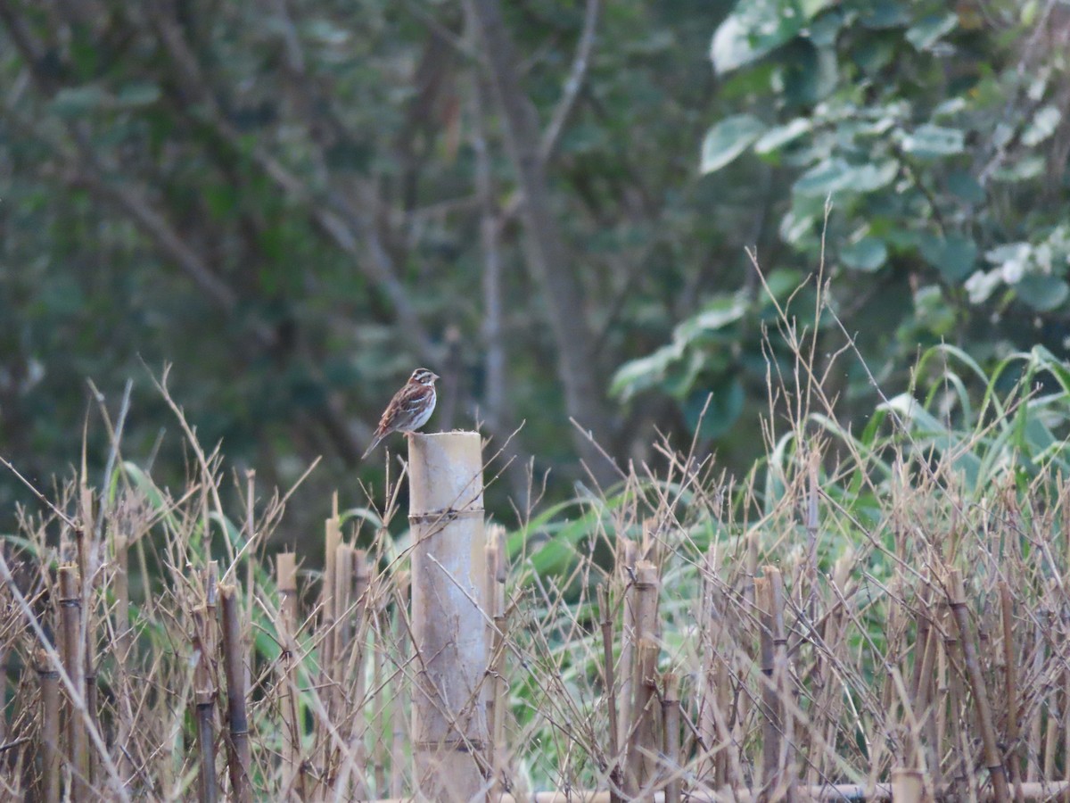 Rustic Bunting - ML614333109