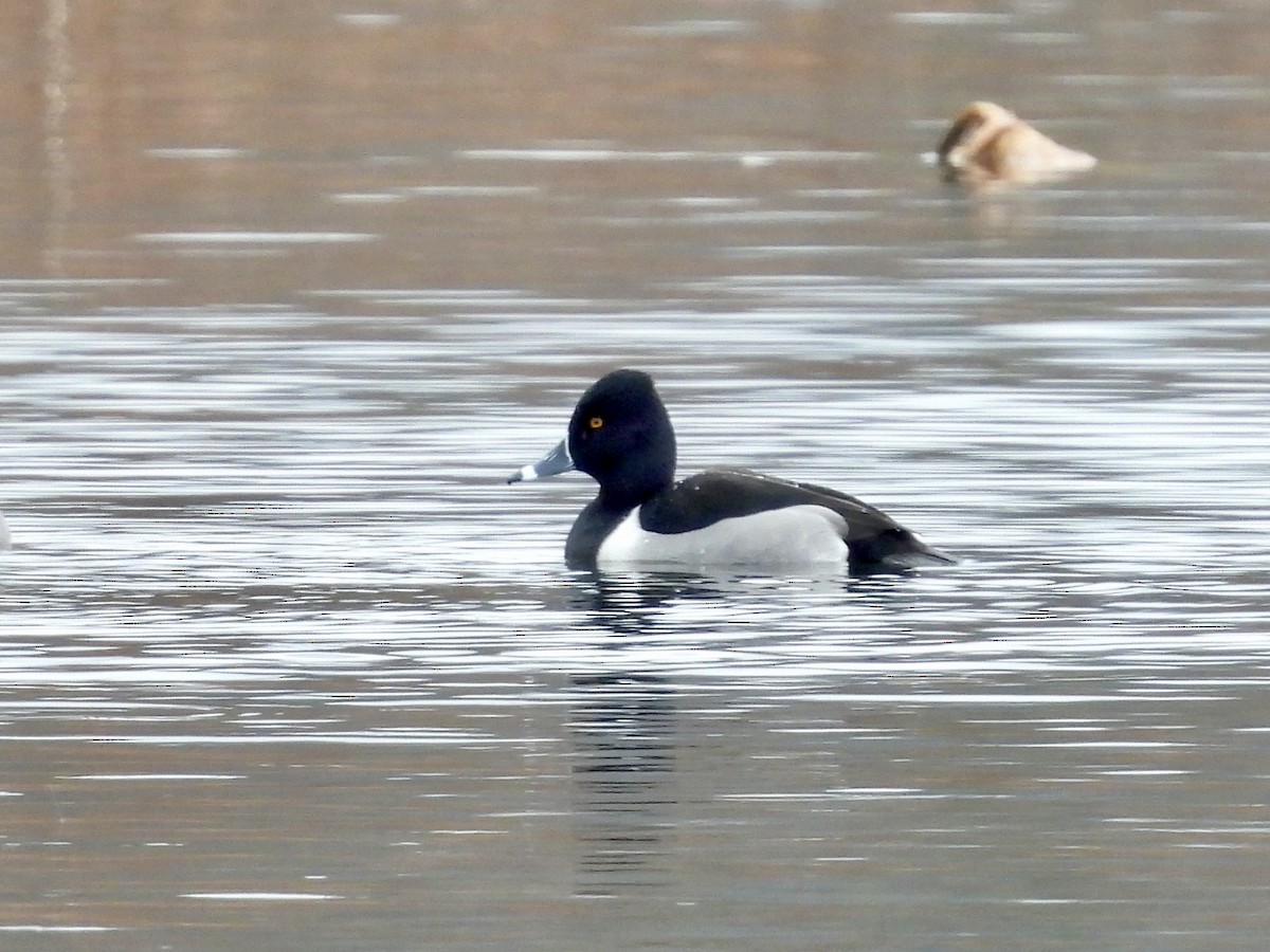 Ring-necked Duck - Stella Miller