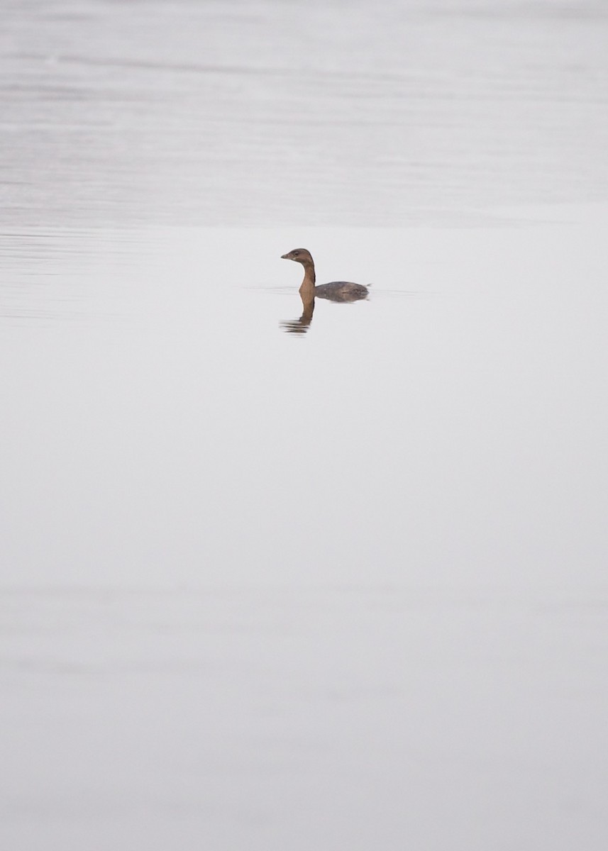 Pied-billed Grebe - ML614333116