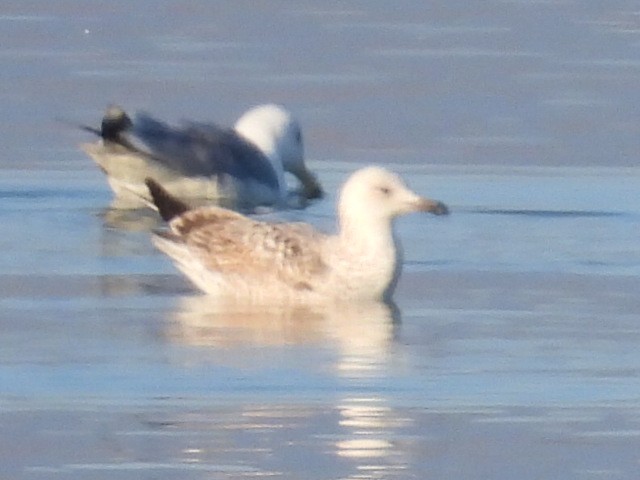 Caspian Gull - ML614333142