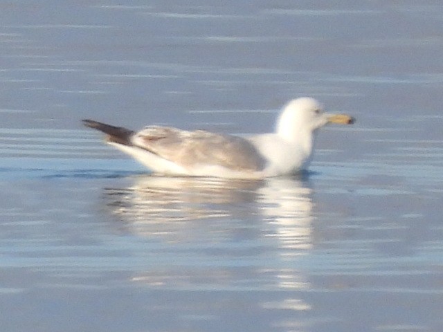 Caspian Gull - ML614333143