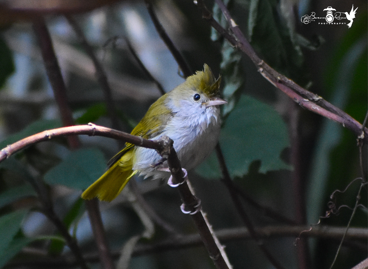 Yuhina Ventriblanca - ML614333156