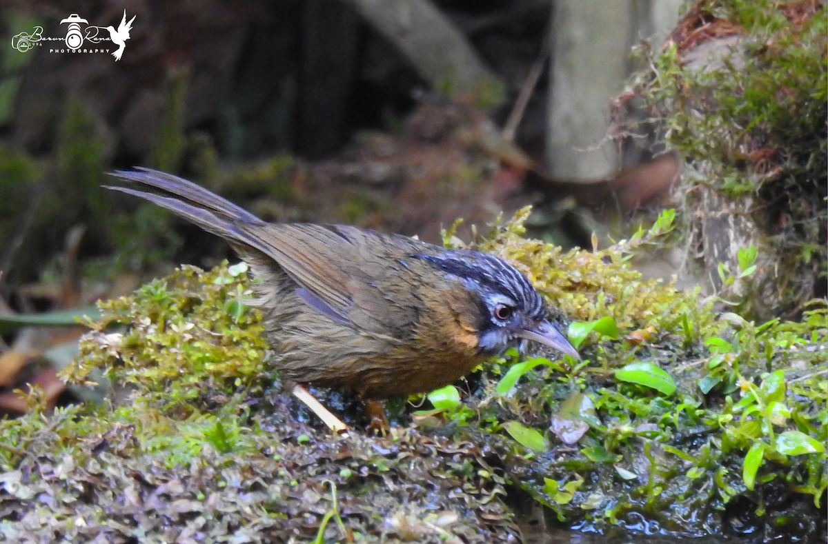 Timalie à tête rayée - ML614333172