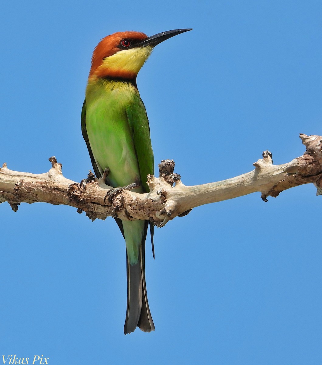 Chestnut-headed Bee-eater - ML614333241