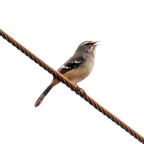 Brown-backed Scrub-Robin - Utku Erinç Yeğenoğlu