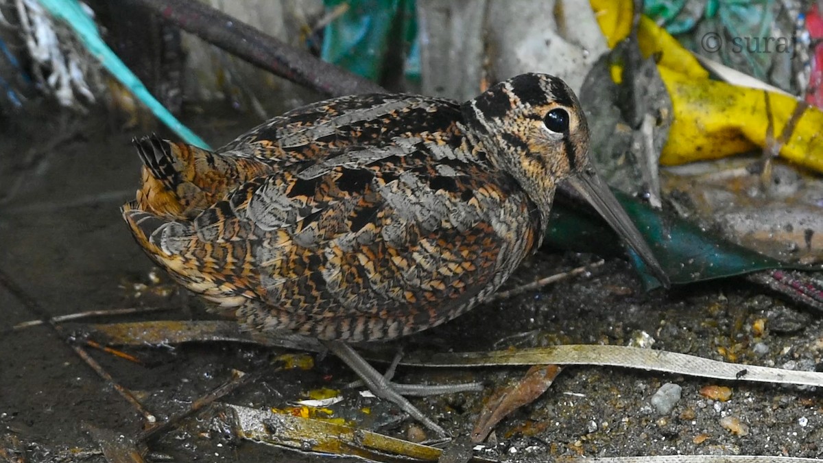 Eurasian Woodcock - Suraj shah