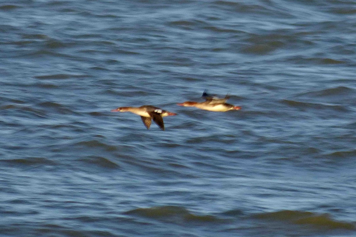 Red-breasted Merganser - ML614333293