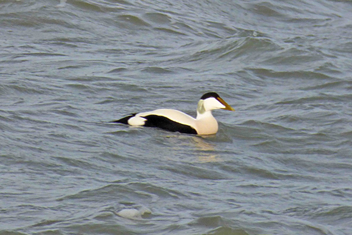 Eider arrunta - ML614333294