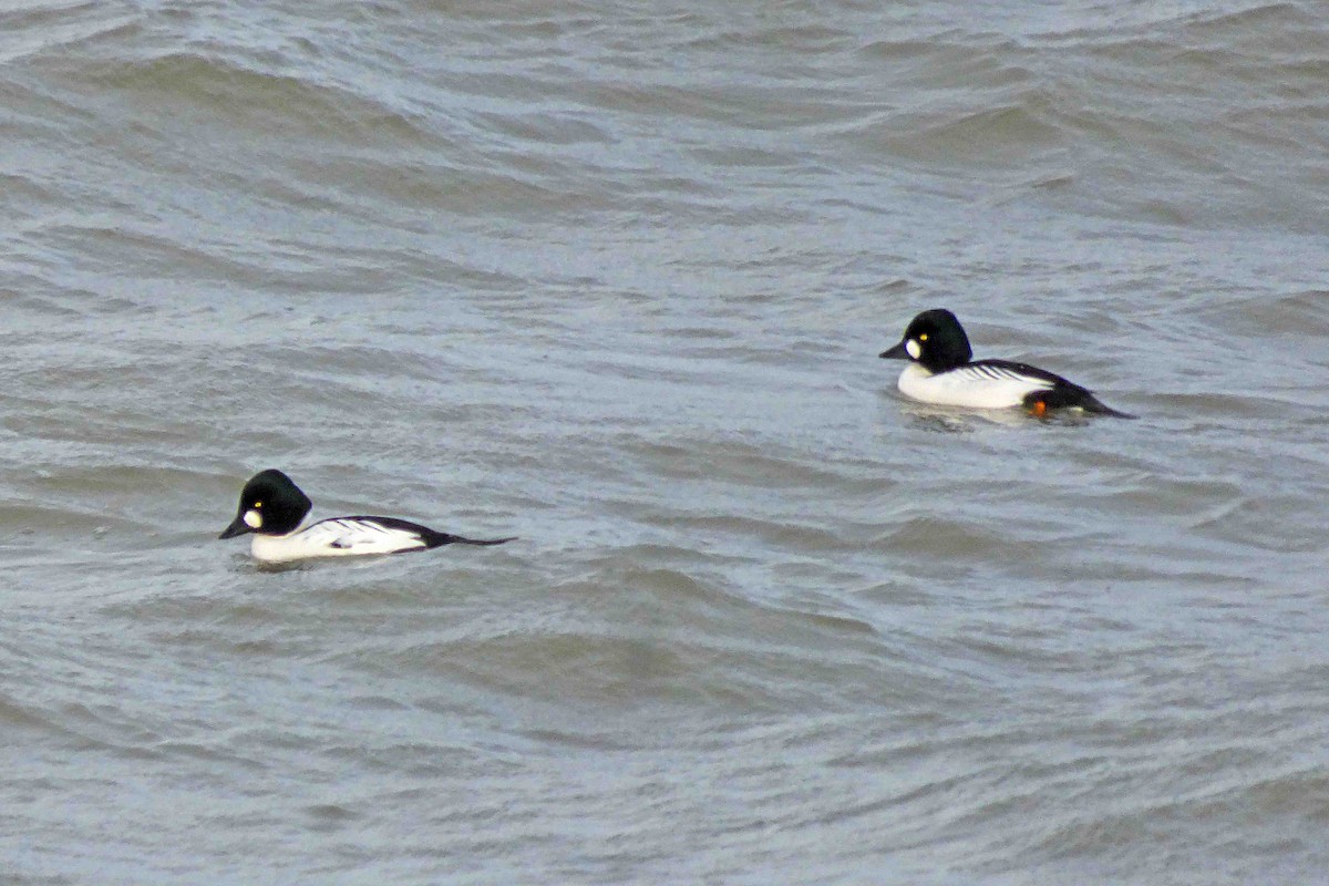 Common Goldeneye - ML614333298