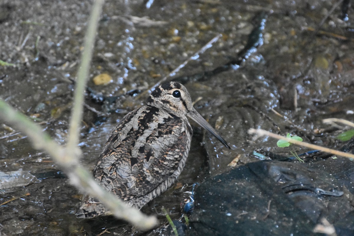 Eurasian Woodcock - Suraj shah