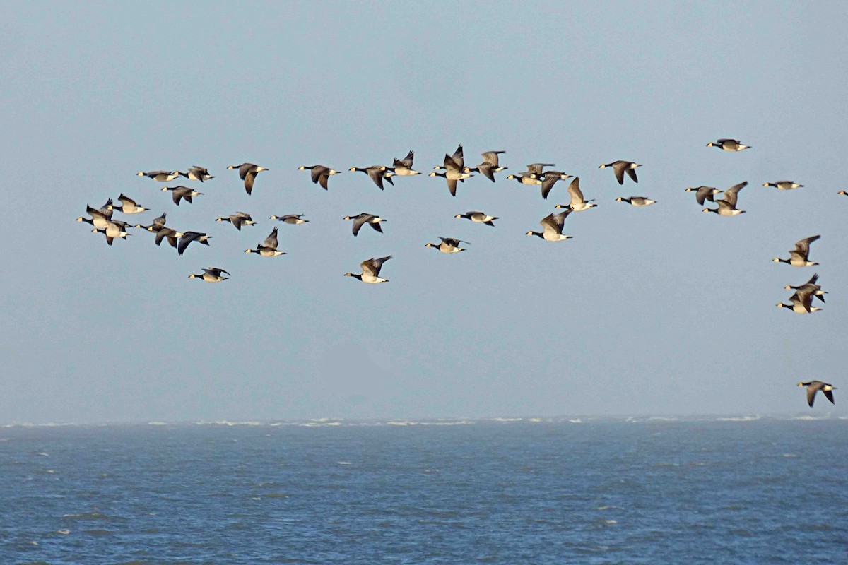 Barnacle Goose - ML614333338