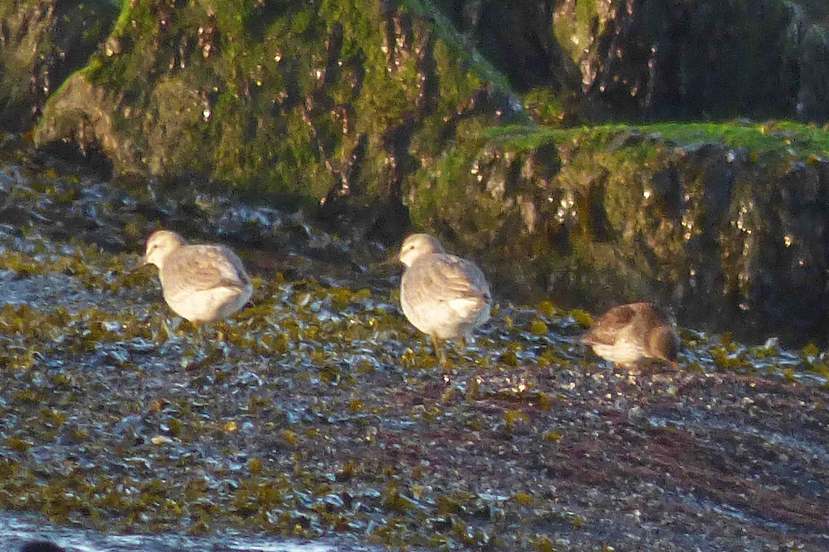 Purple Sandpiper - ML614333345