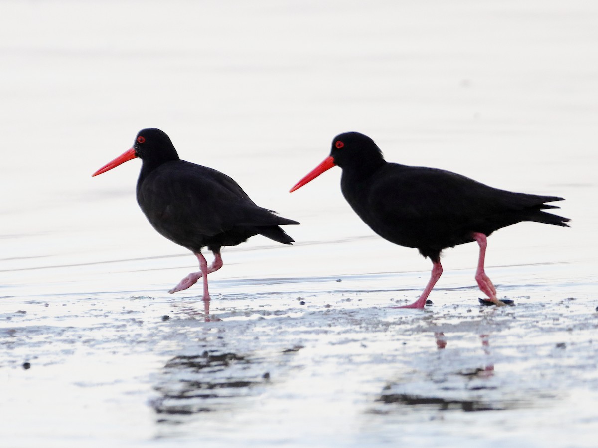 Sooty Oystercatcher - ML614333351