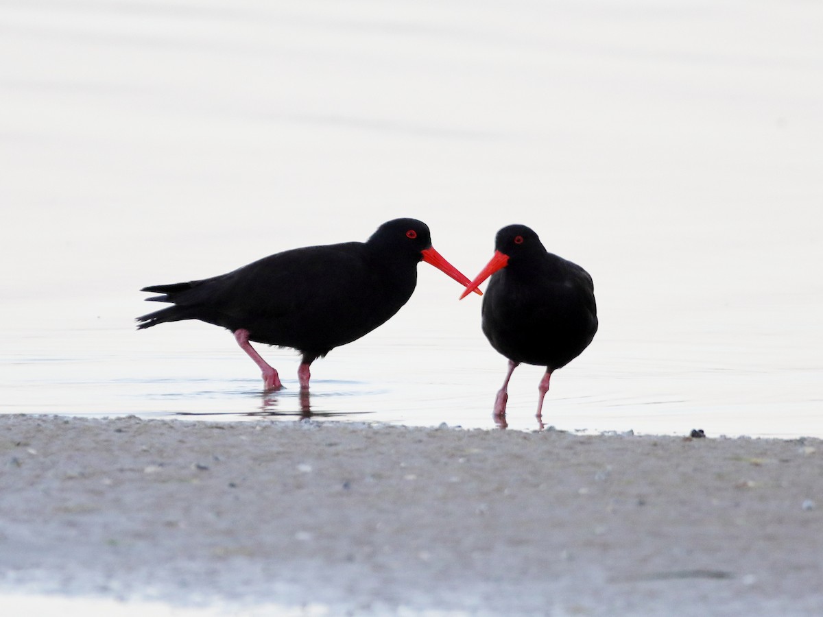 Sooty Oystercatcher - ML614333352