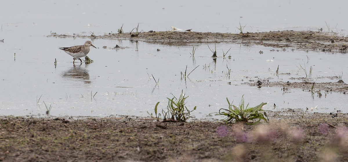 Graubrust-Strandläufer - ML614333416