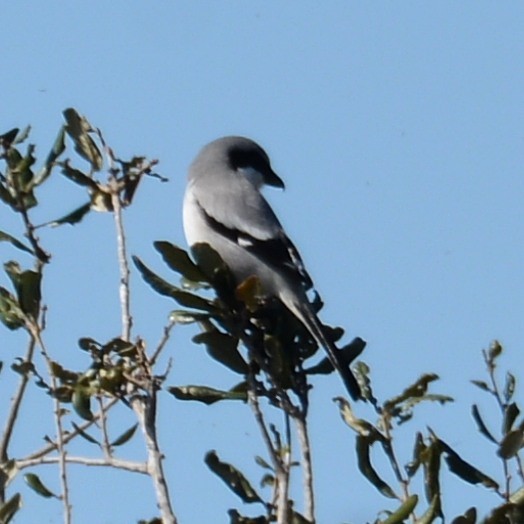 Loggerhead Shrike - John Whitehead