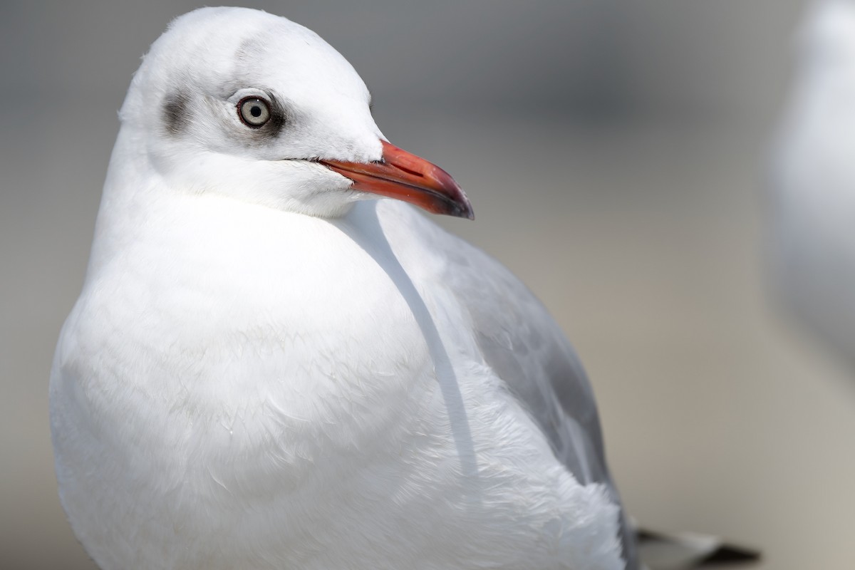 Brown-headed Gull - ML614333534