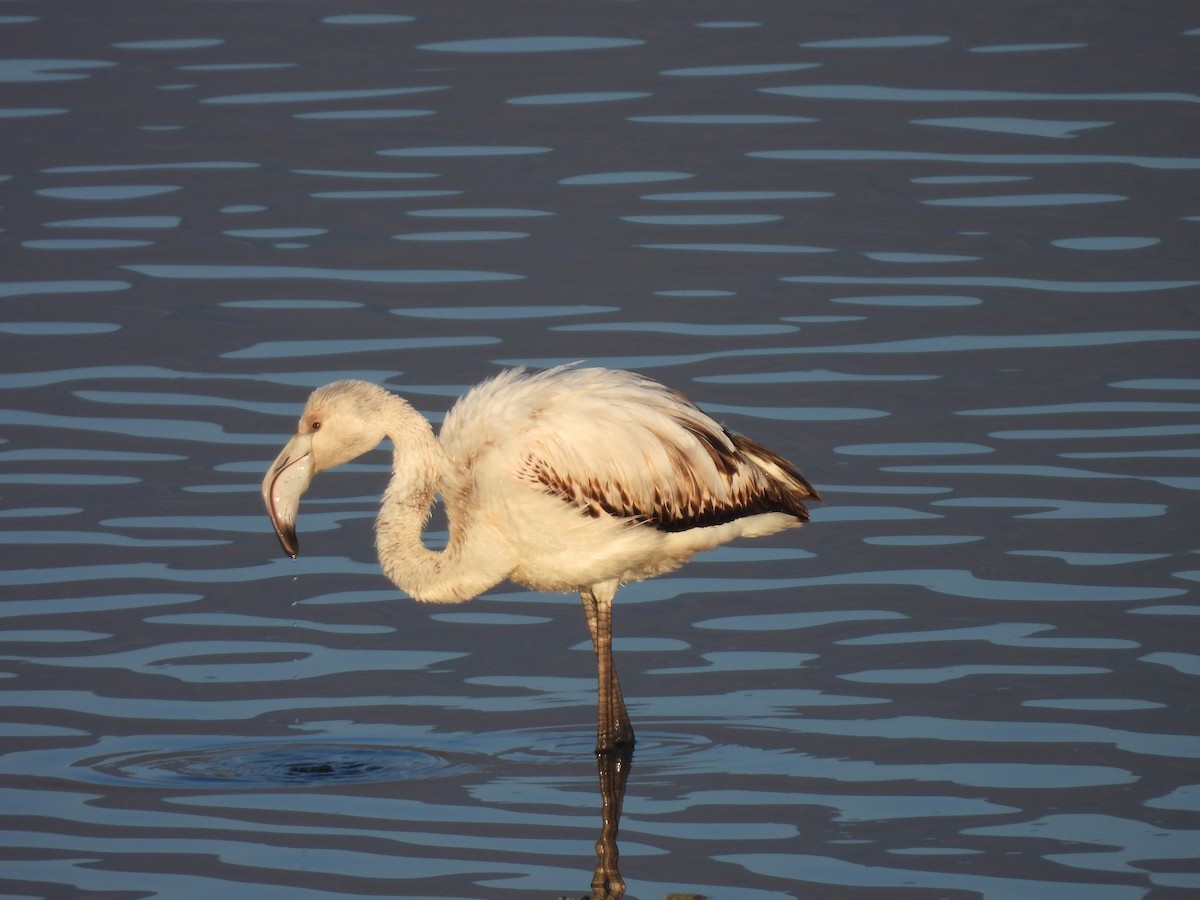 Flamant rose - ML614333547