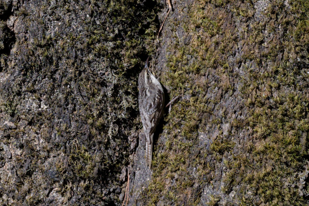 Bar-tailed Treecreeper - ML614333565