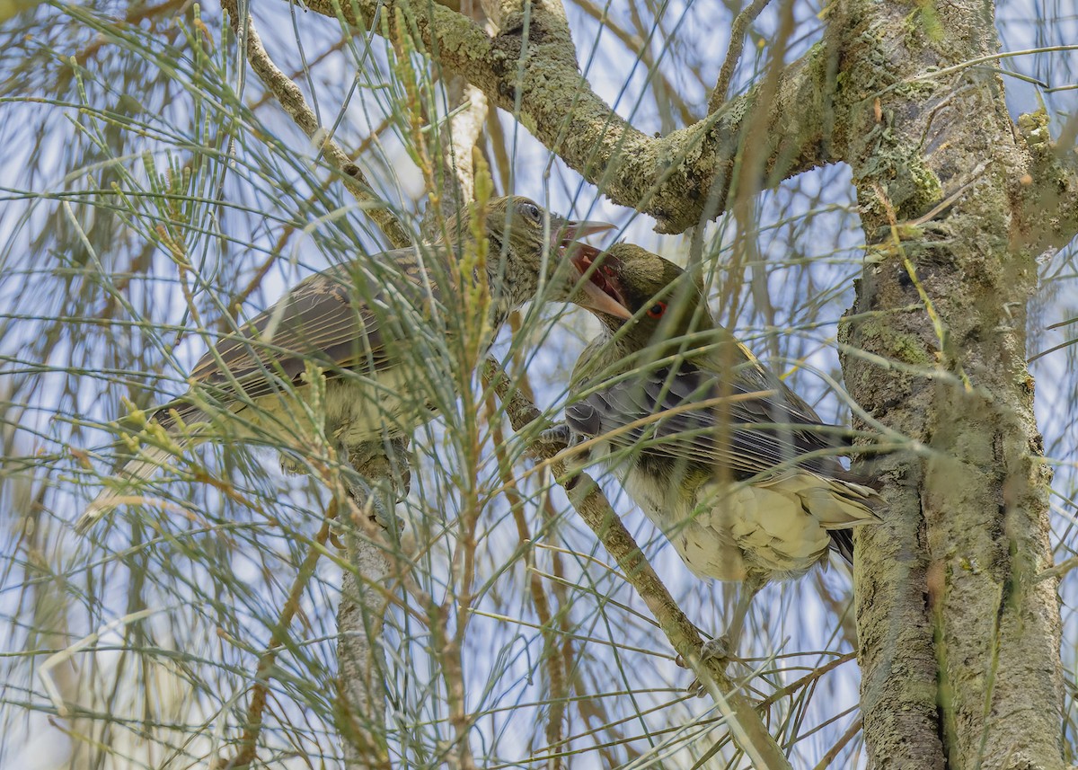 Olive-backed Oriole - ML614333586