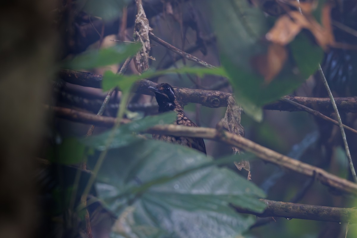 Black-throated Wren-Babbler - ML614333592
