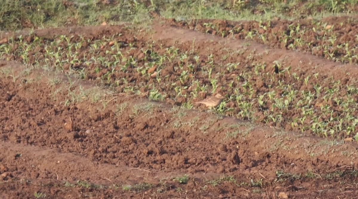 Long-billed Pipit - ML614333594