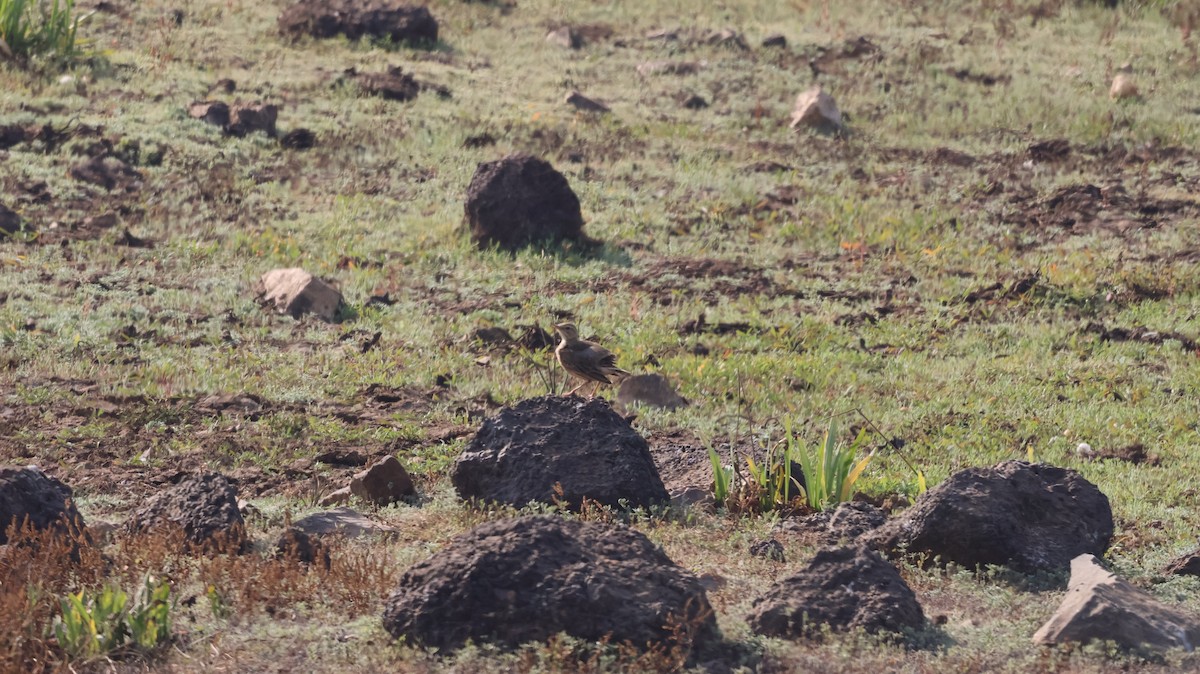 Bisbita Campestre - ML614333615