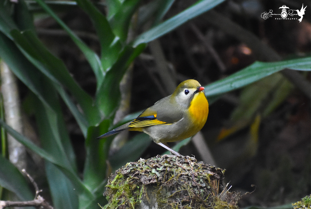 Red-billed Leiothrix - ML614333622